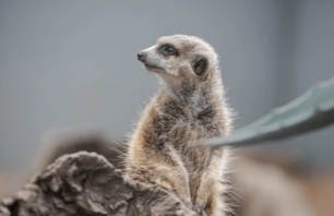 Meerkat standing upright and looking right